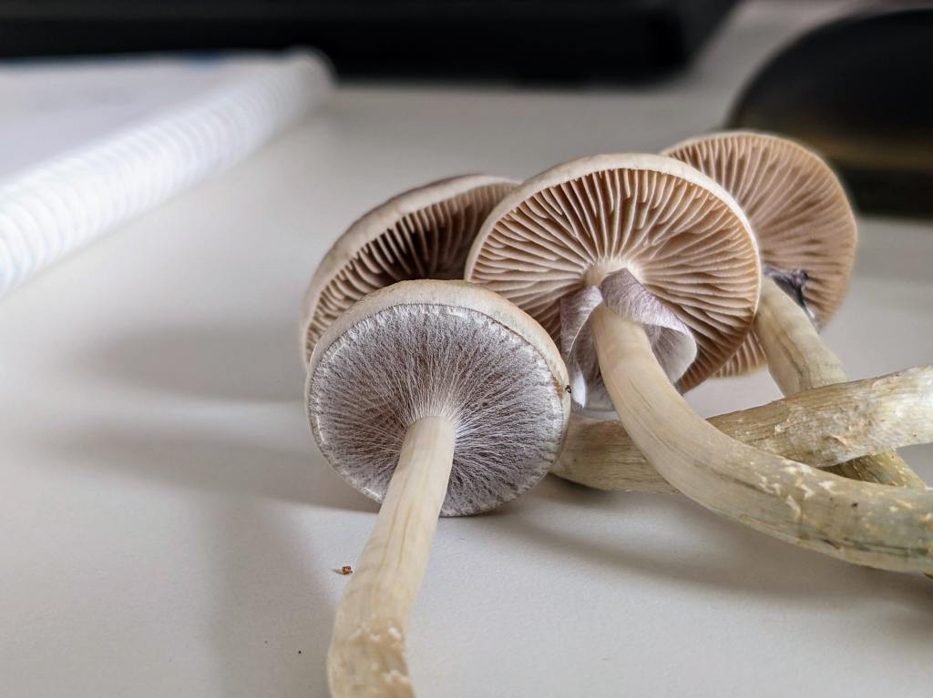 “A Little Goes a Long Way”: Decriminalized Psychedelics and Market Rollout in Colorado